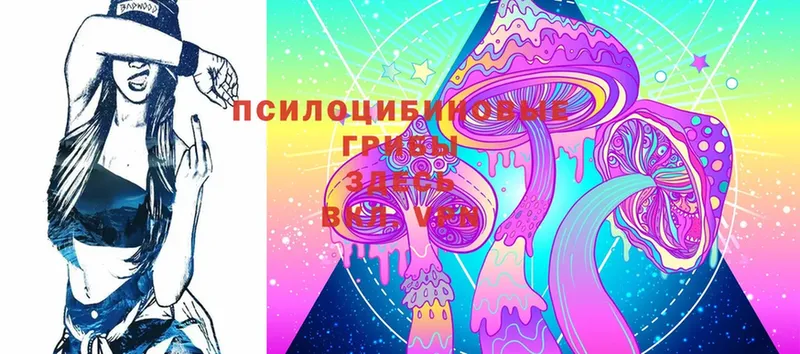 Галлюциногенные грибы Psilocybe  как найти наркотики  Вичуга 